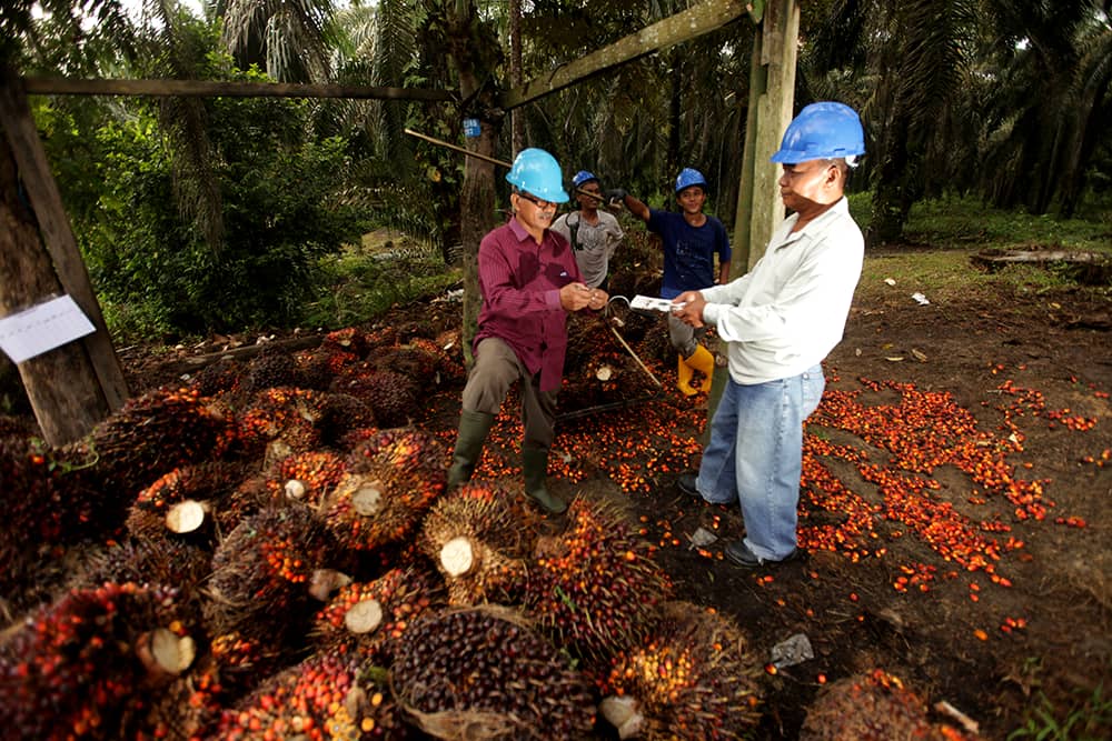 Vegetable oil in Malaysia produced by a third less