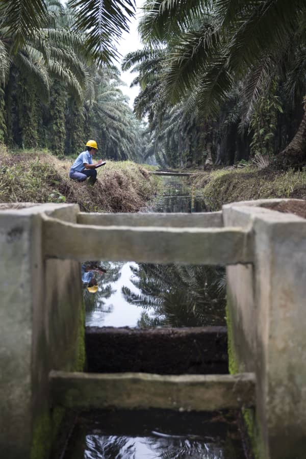 Vegetable oil in Malaysia produced by a third less